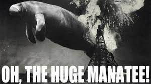 huge manatee.jpg