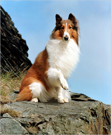 LASSIE.jpg