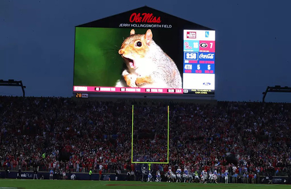 Ole-Miss-Squirrel-1.jpeg