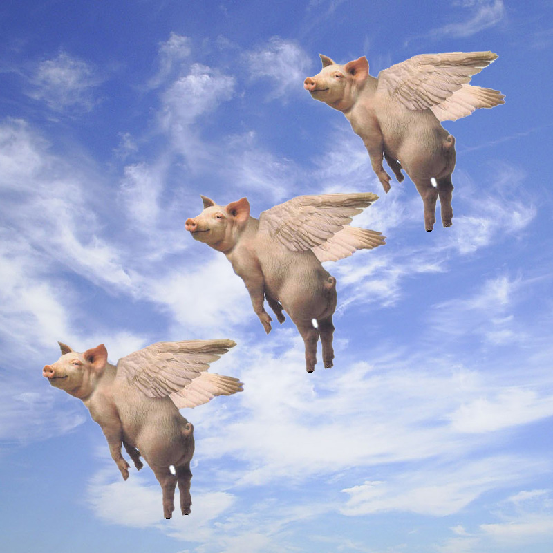 pigs fly.jpg