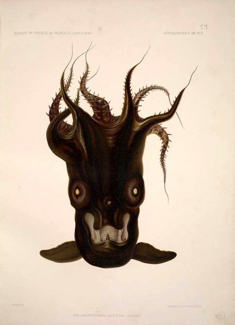 vampire-squid.jpg