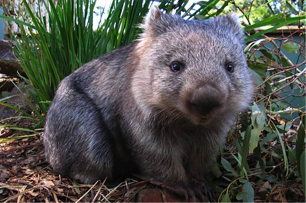 Wombats-Facts-Photos.png